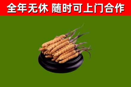 厦门烟酒回收冬虫夏草.jpg